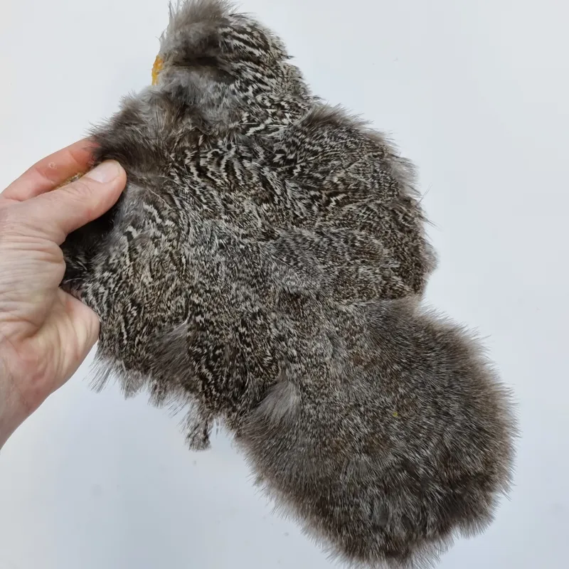 Whiting Coq de Leon Hen Soft Hackle with Chickabou in Speckled Natural Silver Speckled-5